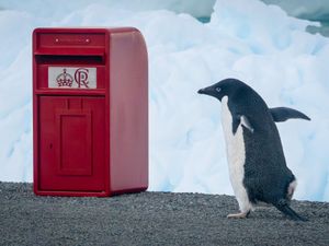 Supporting image for story: King’s special post box delivery for scientists in the Antarctic