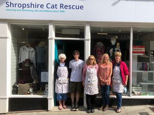 Supporting image for story: Cat charity calls for volunteers and donations