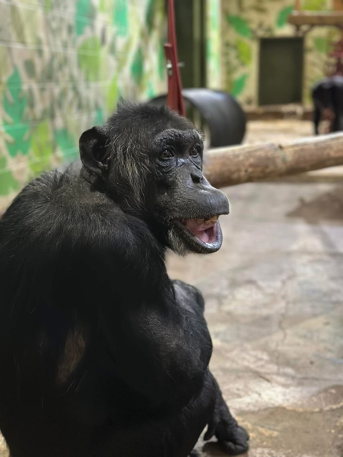 We will miss her: Much loved Dudley Zoo chimpanzee, Barbie, dies unexpectedly aged 47