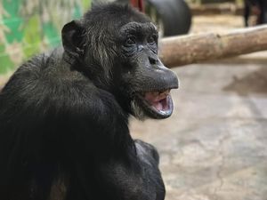 Supporting image for story: 'We will miss her': Much loved Dudley Zoo chimpanzee, Barbie, dies unexpectedly aged 47