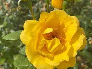 Supporting image for story: Garden centre launches Rose for Hope