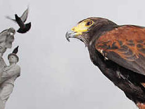 Supporting image for story: Hawks winning pigeon battle