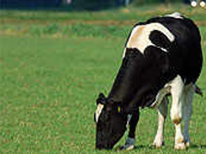 Supporting image for story: Protest over milk losses