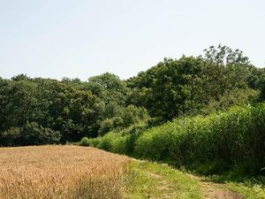 Supporting image for story: HS2 will damage woodlands without helping climate crisis – green groups