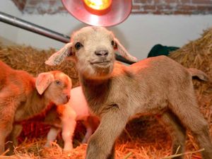 Supporting image for story: Smile! It's the new kids on the block