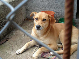 Supporting image for story: Shropshire charity sees huge rise in dumped dogs