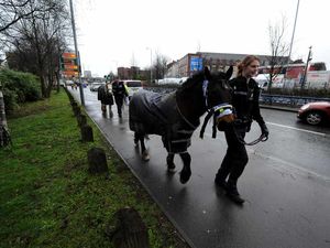 Supporting image for story: £150,000 is spent on rounding up Dudley horses