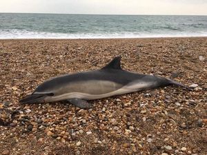 Supporting image for story: Plastic found in 100% of marine mammals from British waters examined by experts