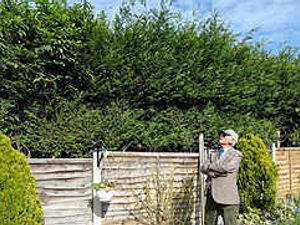 Supporting image for story: Pair in court over 15ft hedge