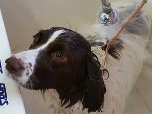 Supporting image for story: Winter pet care