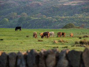 Supporting image for story: Beef supply forecast to fall further, according to report