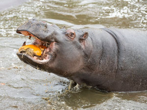 Supporting image for story: Hippos get in the spooky spirit with pumpkin treat at Safari Park