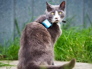 Supporting image for story: Domestic cats ‘kill more prey than wild predators in a given area’