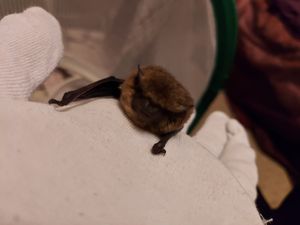 Supporting image for story: Bat found in boot of car successfully released back to the wild