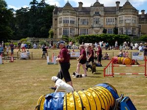 A dog agility test at a previous Ludlow Dog Day