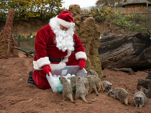 Supporting image for story: Santa Safari brings Christmas fun for all the family