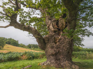 Supporting image for story: "Gustav Holst, George Bernard Shaw and Prime Minister Stanley Baldwin may have admired this incredible tree" – custodians welcome mighty oak's nomination