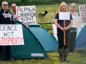 Supporting image for story: Owner of condemned alpaca Geronimo praises ‘wonderful’ support
