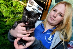 Karen Ashton with a rescue kitten that had been left in a box and had just been brought in that morning. He was off to the vets for a check up