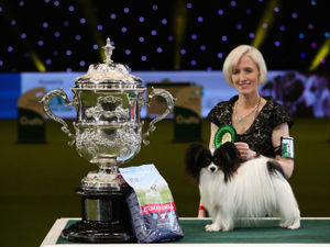 Supporting image for story: Crufts 2019: Highlights from the final day at Birmingham NEC