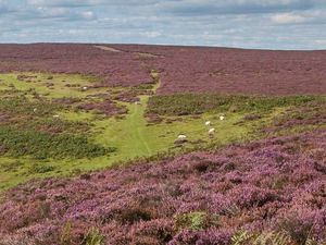 Supporting image for story: Purple haze of Shropshire's heather-rich Long Mynd hit by climate change, say National Trust 