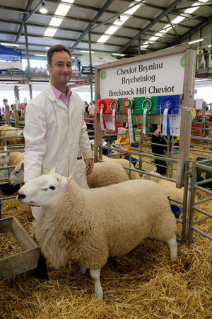 Christie Joseph of Llyswen with his huge array of prizes for his Brecknock Hill Cheviot. Image by Andy Compton