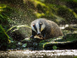 Supporting image for story: Badger cull could spill into Shropshire
