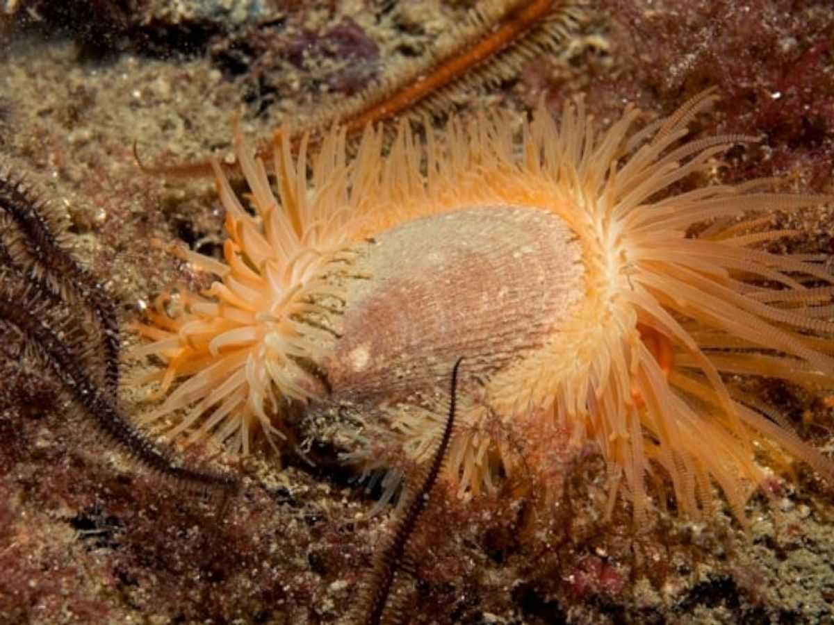 Shellfish population recovers after Highland loch given protected status