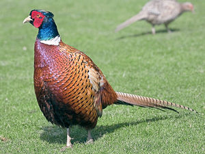 Supporting image for story: Peter Rhodes: Pilchard surprise, the poor man's peacock and the industry that really needs nationalising