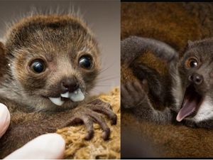 Supporting image for story: Meet Princess Buttercup, the adorable baby mongoose lemur stealing hearts