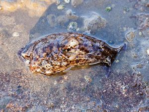 Supporting image for story: Researchers say they have transplanted memories from one snail to another