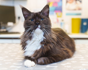 Batman needed surgery on both hips due to a degenerative condition.