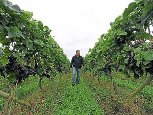Supporting image for story: Take-out high teas at Halfpenny Green Wine Estate