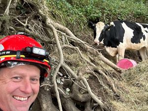 Supporting image for story: Firefighters to the rescue after cow gets stuck on riverbank