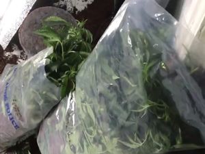 Supporting image for story: WATCH: Hundreds of cannabis plants found inside old Black Country pub