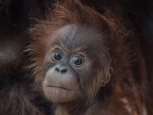 Supporting image for story: Chester Zoo names baby orangutan
