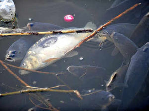 Supporting image for story: Fish at risk as cold snap ends rescue bid