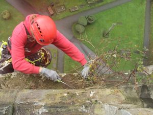 Supporting image for story: Time for a spot of high-altitude weeding as bush stops church clock