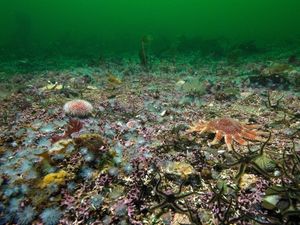 Supporting image for story: Nature groups call for more protection of the UK’s seas as key carbon stores