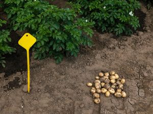 Supporting image for story: Tesco to start selling potatoes grown in low-carbon technology trials