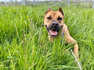 Supporting image for story: Home sought for 'sweetheart' dog with unusual eating disorder