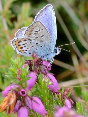 A rare Silver-studded Blue butterfly at Prees Heath Common 