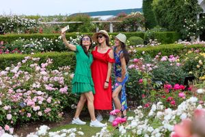 People enjoying the roses at David Austin roses in Albrighton, Shropshire.  