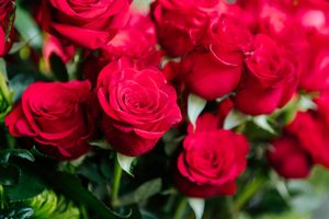 Roses have been in big demand ahead of Valentine's Day