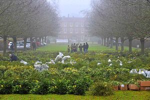 Buyers gather for the holly auctions