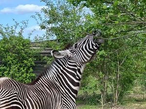 Supporting image for story: West Midlands zebras loving new life in Fife