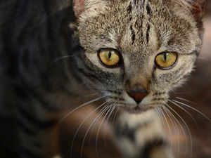 Supporting image for story: Petition fails to save cat charity's Shropshire branch