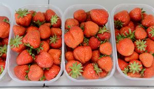 Shawbury Fruit Farm where the Strawberries are ready to be picked