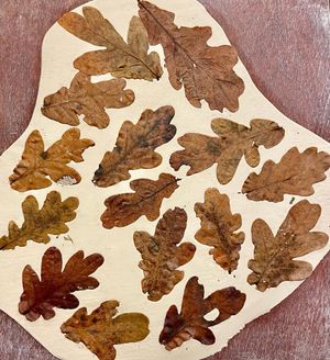 The oak leaves