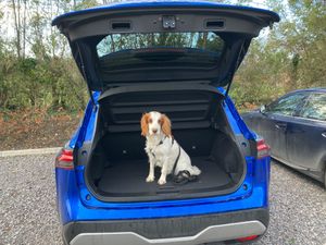Supporting image for story: Long-term report: Our pet friends take a liking to the Nissan Qashqai